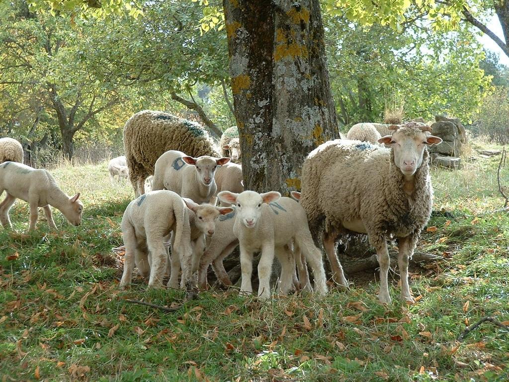 Gites Chameyer Rosans Zewnętrze zdjęcie